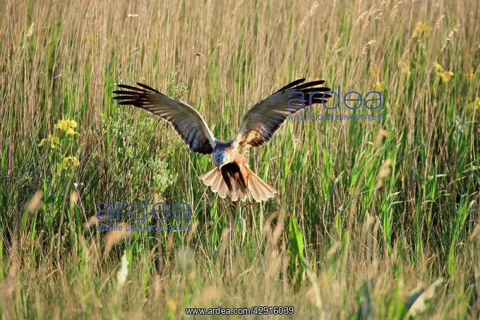 : Marsh Harrier - male landing in reeds : Marsh Harrier - male landing in reeds