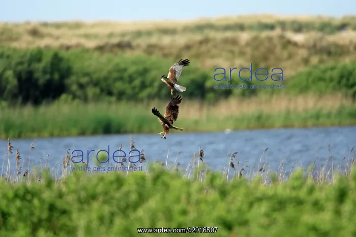 : Marsh Harrier - Male passing food to female in : Marsh Harrier - Male passing food to female in
