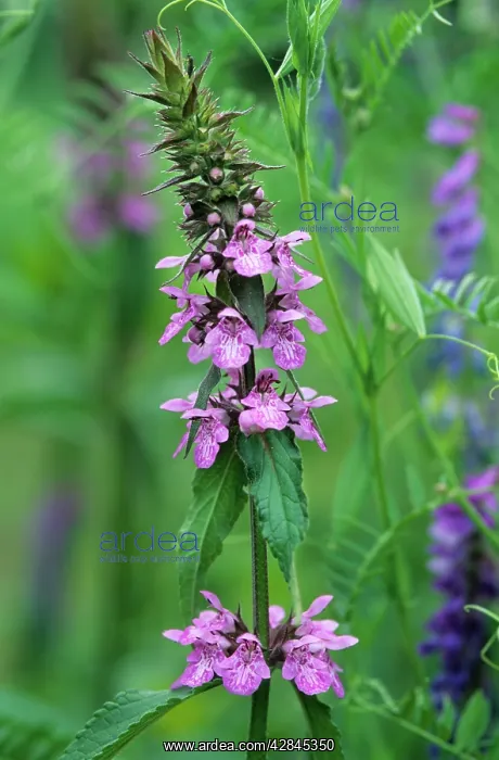 : Marsh hedgenettle : Marsh hedgenettle