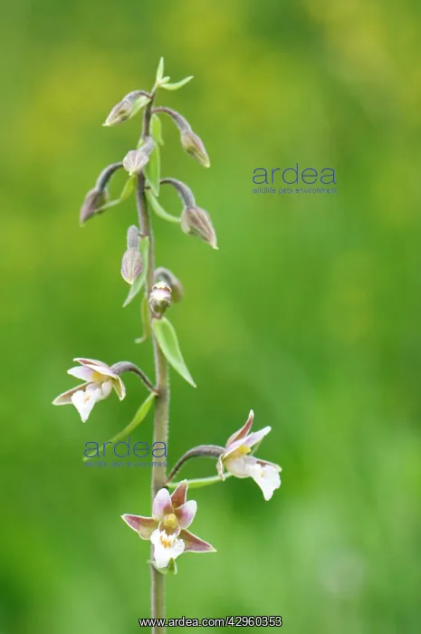 : Marsh Helleborine : Marsh Helleborine