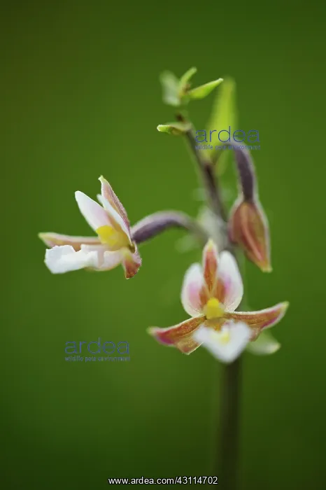 : Marsh Helleborine : Marsh Helleborine