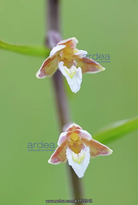 : Marsh Helleborine : Marsh Helleborine