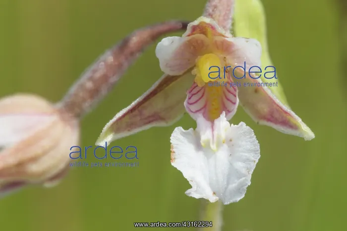 : Marsh Helleborine : Marsh Helleborine