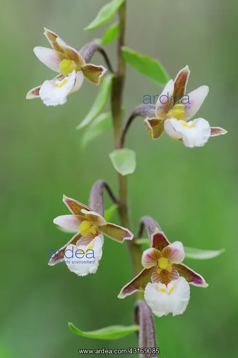 : Marsh Helleborine : Marsh Helleborine