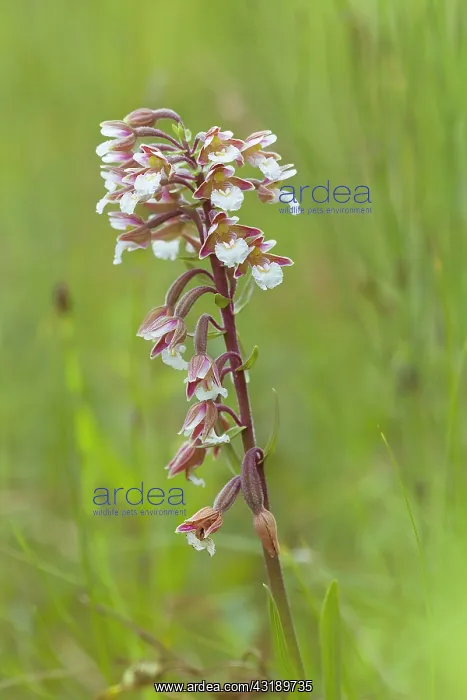 : Marsh Helleborine : Marsh Helleborine