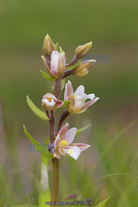 : Marsh Helleborine : Marsh Helleborine