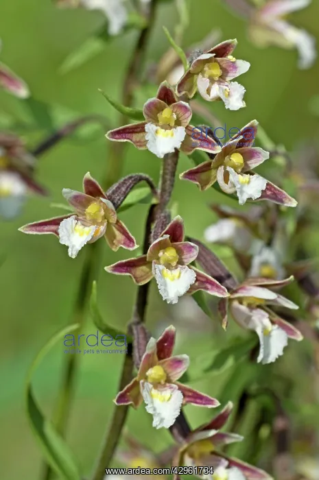 : Marsh Helleborine - close up of flowers : Marsh Helleborine - close up of flowers