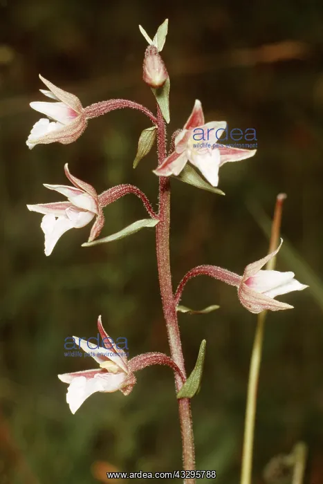 : Marsh Helleborine Orchid : Marsh Helleborine Orchid