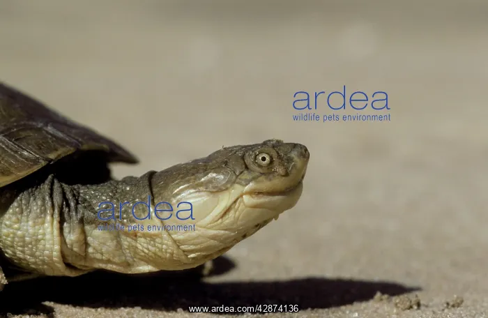 : Marsh / Helmeted / Side-necked Terrapin : Marsh / Helmeted / Side-necked Terrapin