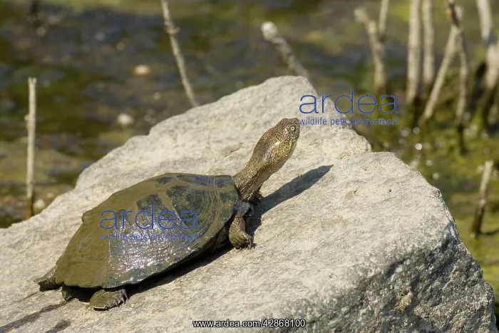 : Marsh or Helmeted Terrapin - Basking on a stone : Marsh or Helmeted Terrapin - Basking on a stone
