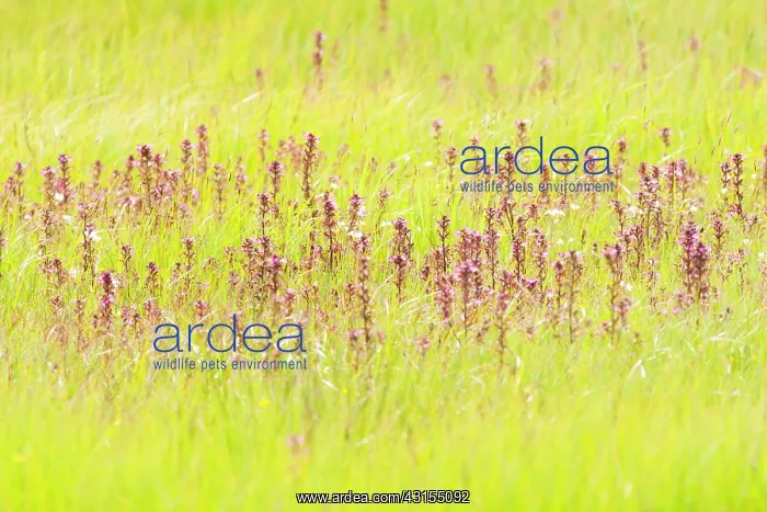 : Marsh Lousewort : Marsh Lousewort