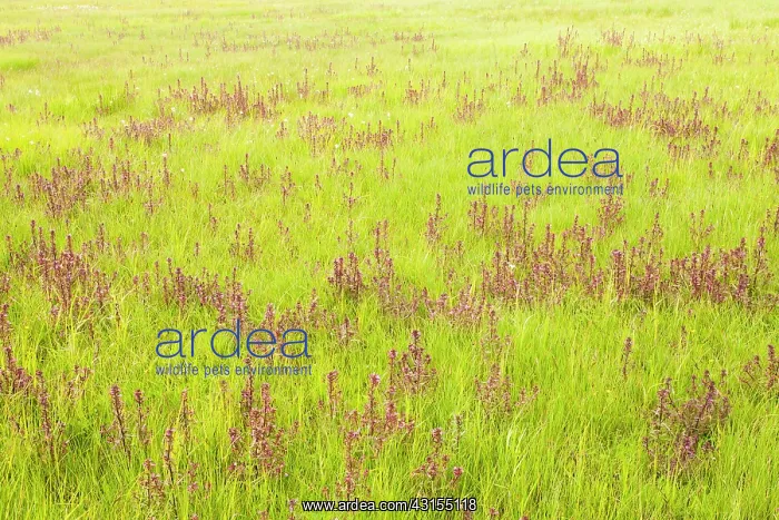 : Marsh Lousewort : Marsh Lousewort