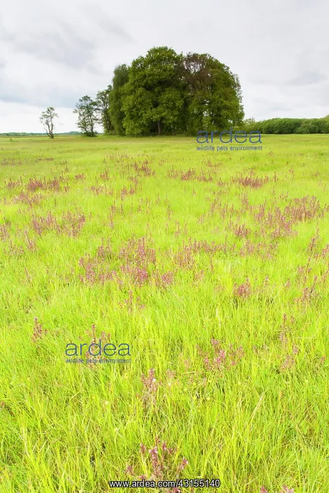 : Marsh Lousewort : Marsh Lousewort