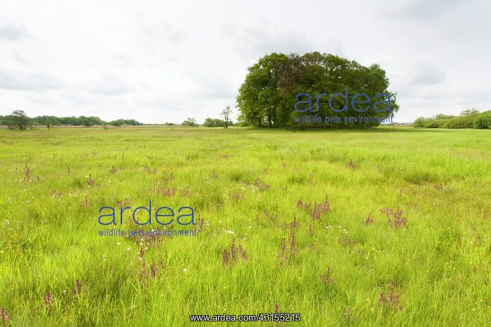: Marsh Lousewort : Marsh Lousewort