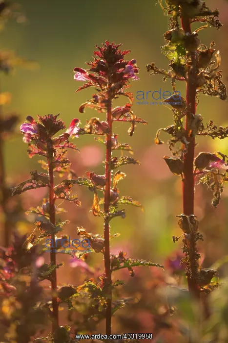 : Marsh Lousewort