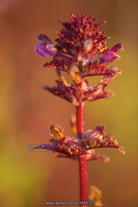 : Marsh Lousewort : Marsh Lousewort