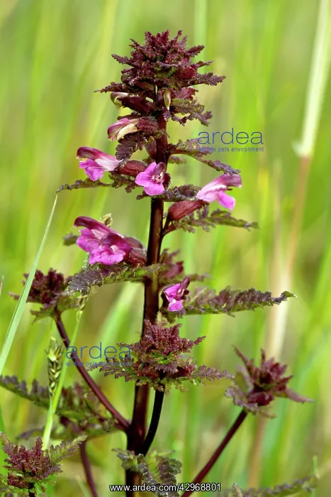 : Marsh Lousewort - at Market Weston Fen : Marsh Lousewort - at Market Weston Fen