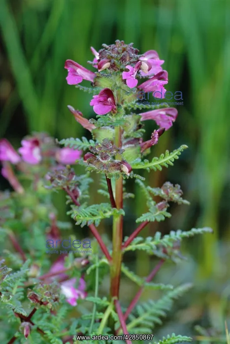 : Marsh LOUSEWORT / Red Rattle : Marsh LOUSEWORT / Red Rattle