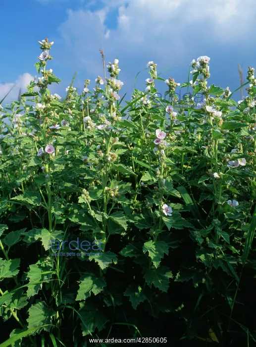 : Marsh Mallow : Marsh Mallow