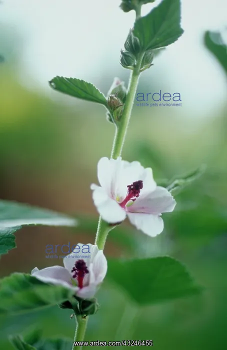 : Marsh Mallow : Marsh Mallow