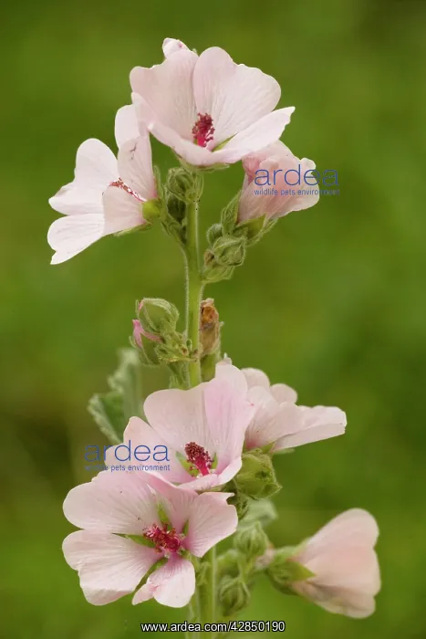 : Marsh Mallow - in flower : Marsh Mallow - in flower