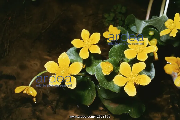  : MARSH MARIGOLD