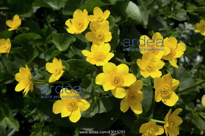 : Marsh Marigold : Marsh Marigold
