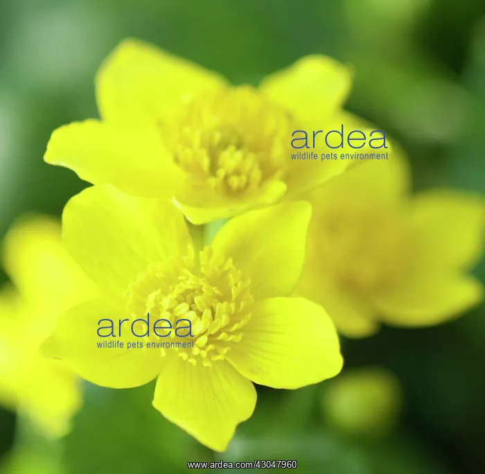 : Marsh marigold : Marsh marigold