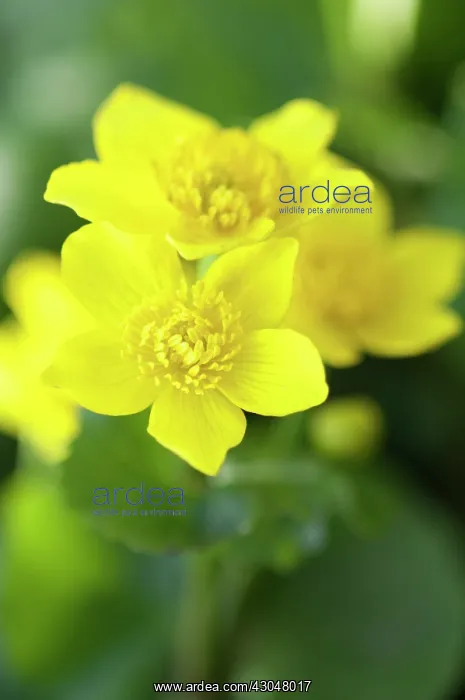 : Marsh marigold : Marsh marigold