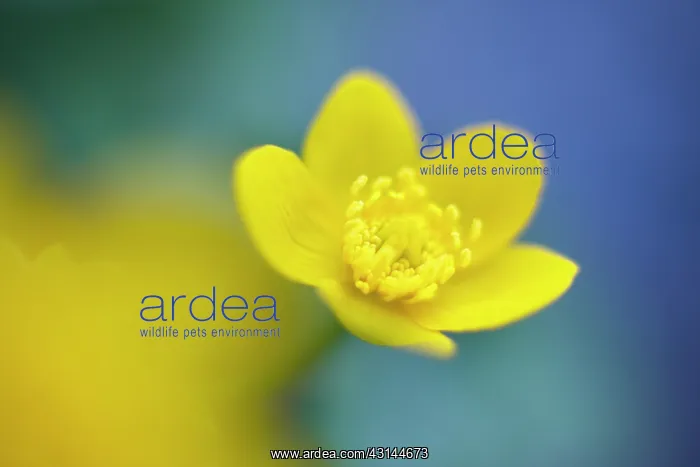 : Marsh Marigold : Marsh Marigold