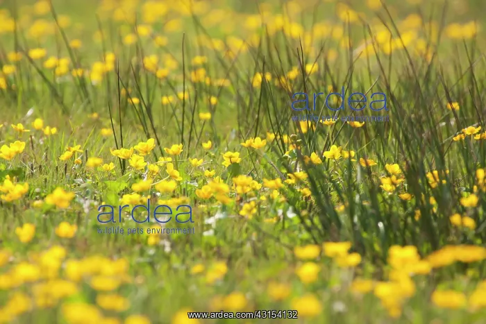 : Marsh Marigold : Marsh Marigold