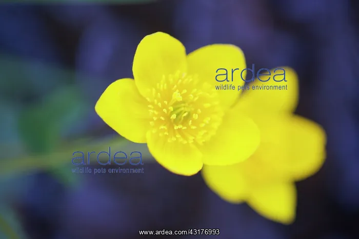: Marsh Marigold : Marsh Marigold