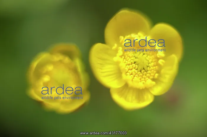: Marsh Marigold : Marsh Marigold