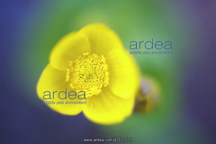 : Marsh Marigold : Marsh Marigold