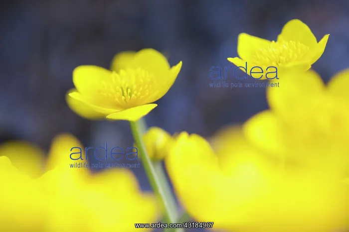 : Marsh Marigold : Marsh Marigold