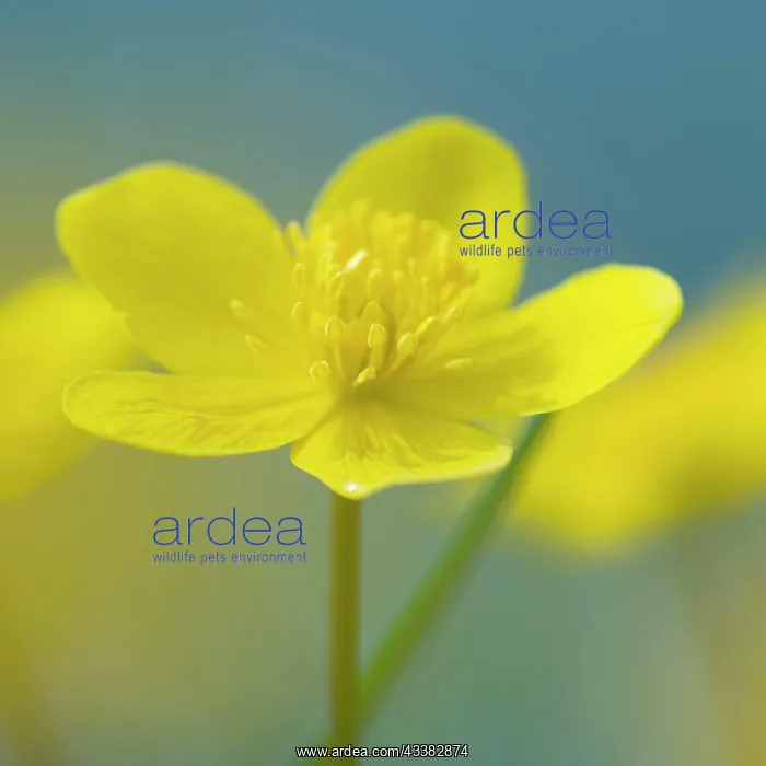  : Marsh marigold (Caltha palustris) in wet meadow