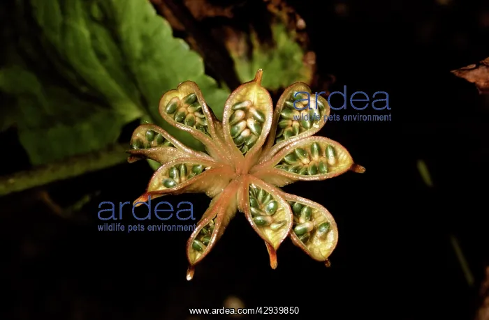: Marsh Marigold / Kingcup : Marsh Marigold / Kingcup