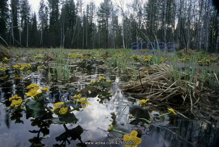 : Marsh marigold / Kingcup - flowering in flooded : Marsh marigold / Kingcup - flowering in flooded
