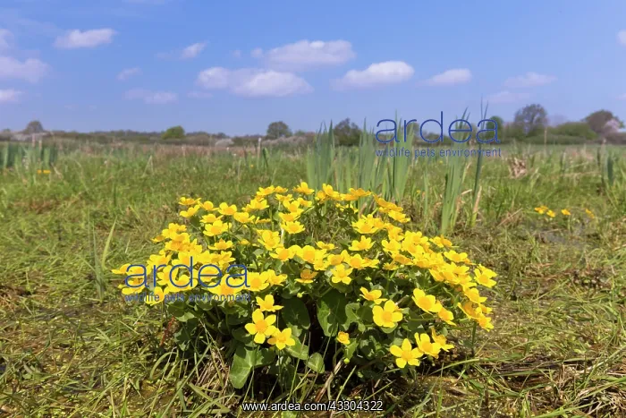 : Marsh Marigold, Kingcup - flowering - Germany : Marsh Marigold, Kingcup - flowering - Germany