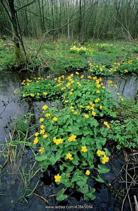 : Marsh Marigold in marsh at spring : Marsh Marigold in marsh at spring