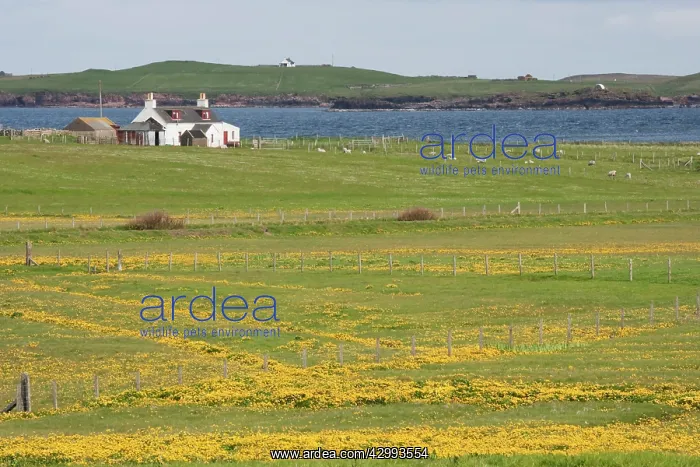 : Marsh Marigolds : Marsh Marigolds