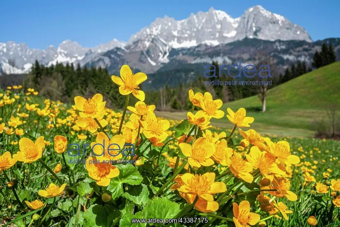 : Marsh marigolds (Caltha palustris) in front of mountains : Marsh marigolds (Caltha palustris) in front of mountains