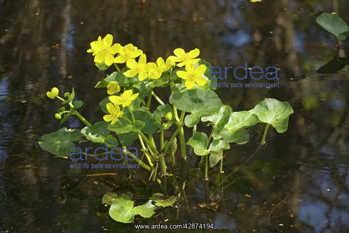 : Marsh marigolds, or King-cups - flowering in water : Marsh marigolds, or King-cups - flowering in water