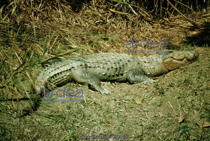 : Marsh Mugger Crocodile : Marsh Mugger Crocodile