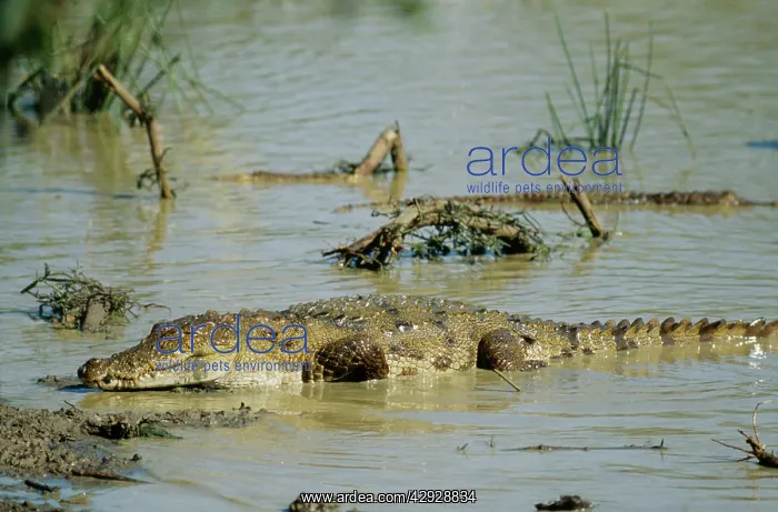 : Marsh Mugger Crocodile : Marsh Mugger Crocodile