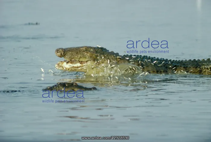 : Marsh Mugger Crocodile - feeding on small fishS : Marsh Mugger Crocodile - feeding on small fishS