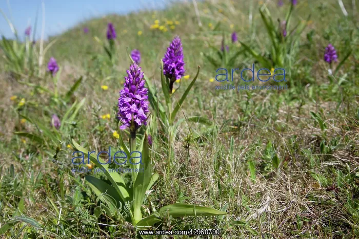 : Marsh Orchid - in sand dunes : Marsh Orchid - in sand dunes