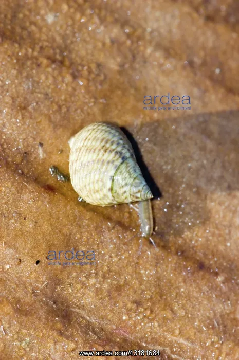 : Marsh Periwinkle : Marsh Periwinkle