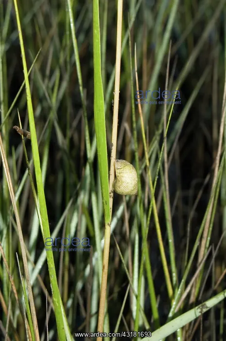 : Marsh Periwinkle : Marsh Periwinkle