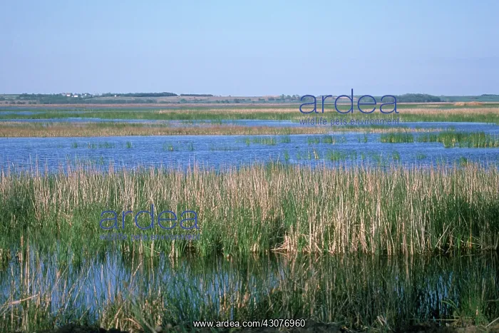 : Marsh pool, Cheyenne Bottoms, Kansas : Marsh pool, Cheyenne Bottoms, Kansas
